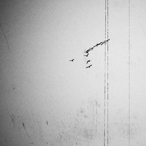 geese-migrating-andrea-meredith